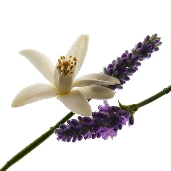 Perfume Libre Eau de Parfum Yves Saint Laurent